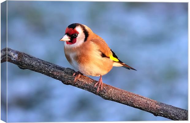  Goldfinch in the winter sun Canvas Print by Gerald Robinson