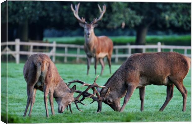 Rutting Stags Canvas Print by Gerald Robinson