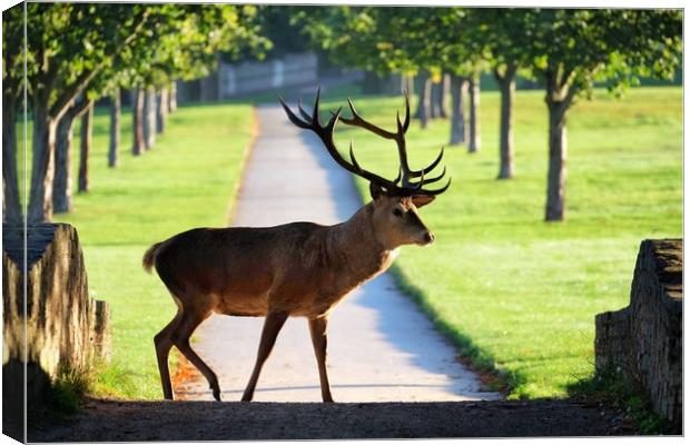 Wild Red Deer Stag at Wollaton Hall Canvas Print by Gerald Robinson