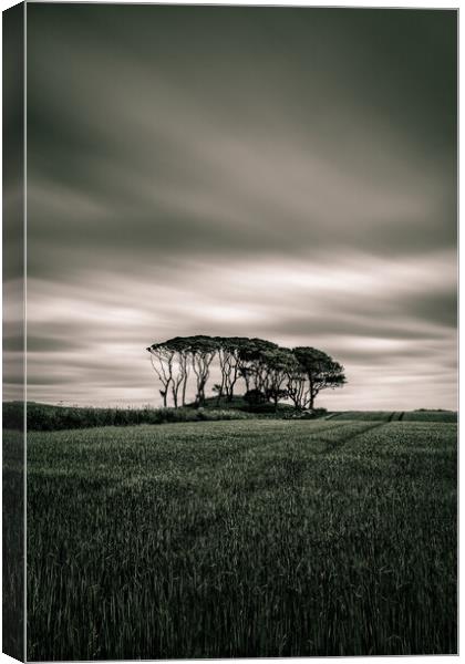 Crawton Copse Canvas Print by Dave Bowman