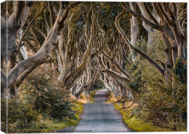 The Dark Hedges Canvas Print by Dave Bowman