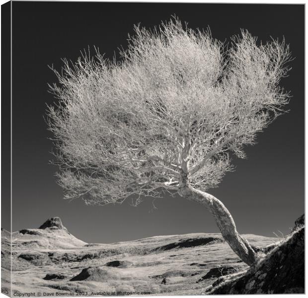 Highland Tree and Peak Canvas Print by Dave Bowman