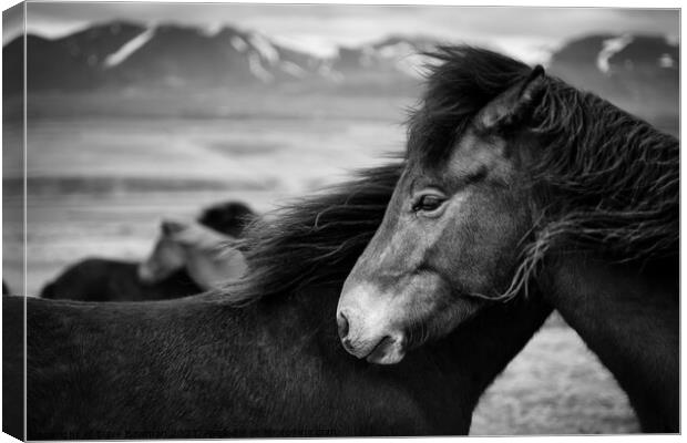 Icelandic Horses Canvas Print by Dave Bowman