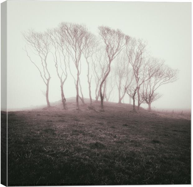 Misty Trees Canvas Print by Dave Bowman