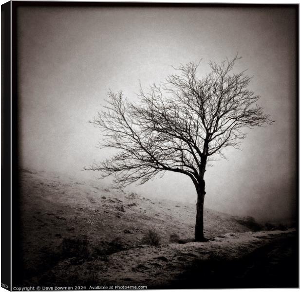 Winter Tree Canvas Print by Dave Bowman