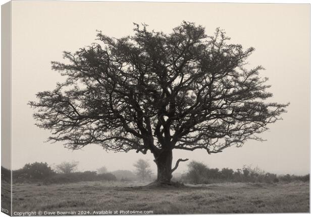 Exmoor Tree Canvas Print by Dave Bowman