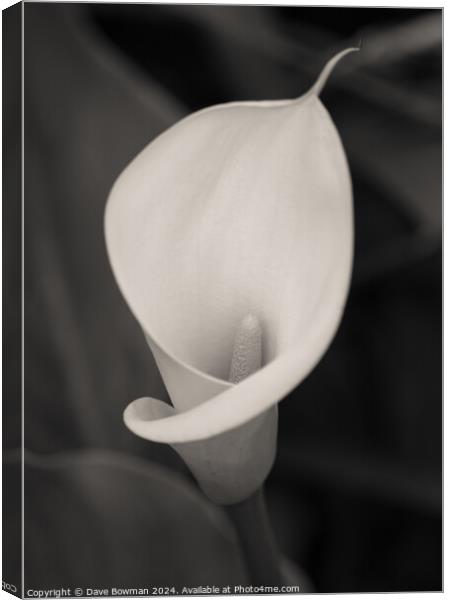 Calla Lily Bloom Canvas Print by Dave Bowman