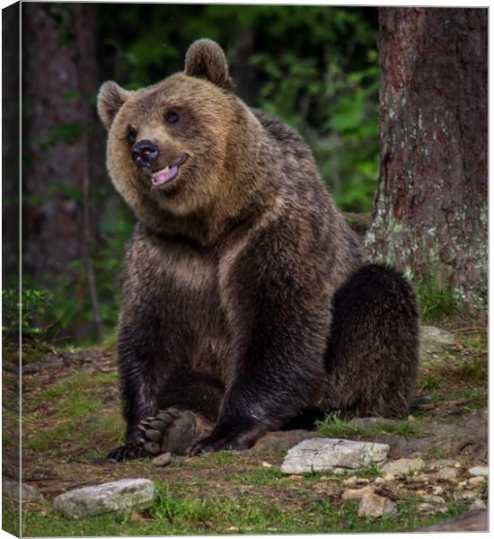 Russian Brown Bear Canvas Print by Sarah Pymer