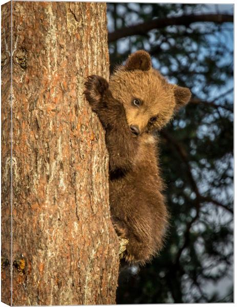 Climbing Bear Cub Canvas Print by Sarah Pymer