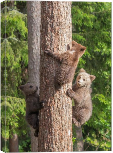 Climbing Bear Cubs Canvas Print by Sarah Pymer
