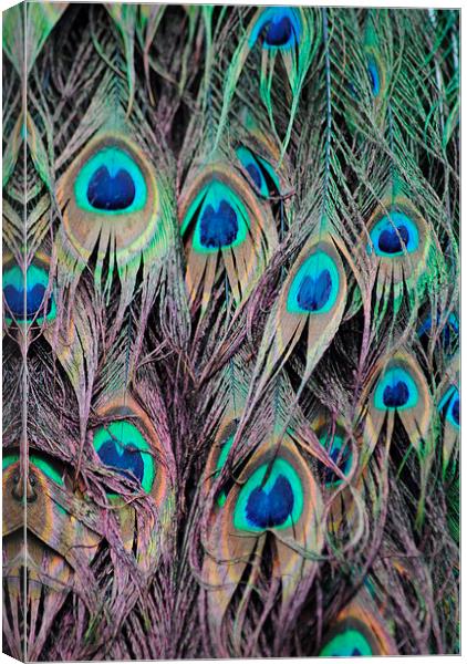 Peacock Canvas Print by Lynette Holmes