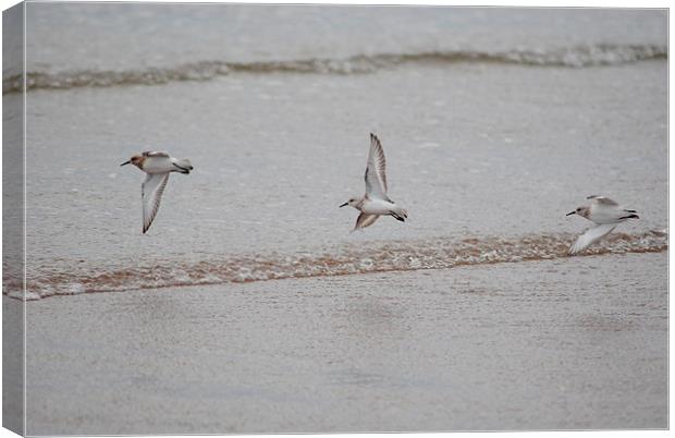 Plovers Canvas Print by Lynette Holmes