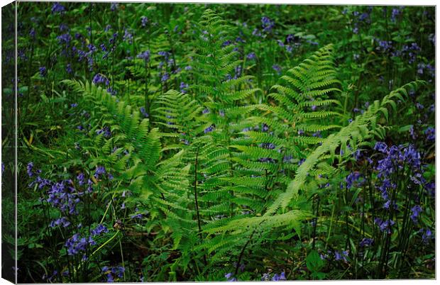 Fern with Bluebells Canvas Print by Lynette Holmes