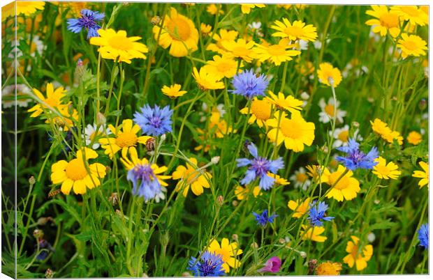 Meadow Flowers on a Summers day Canvas Print by Lynette Holmes