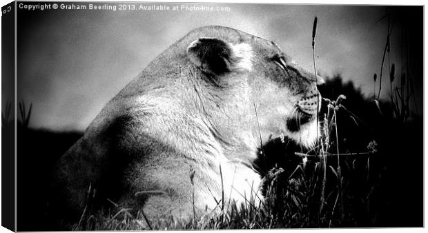 Wise Old Cat Canvas Print by Graham Beerling