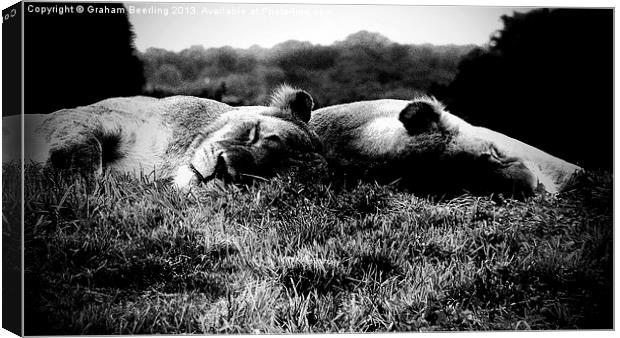 Sleeping Lions Canvas Print by Graham Beerling