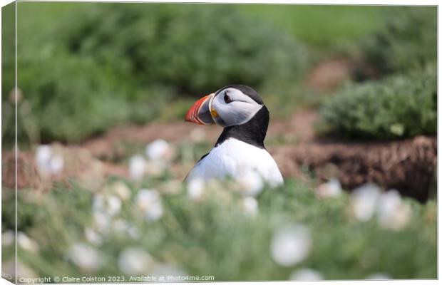 Puffin Canvas Print by Claire Colston