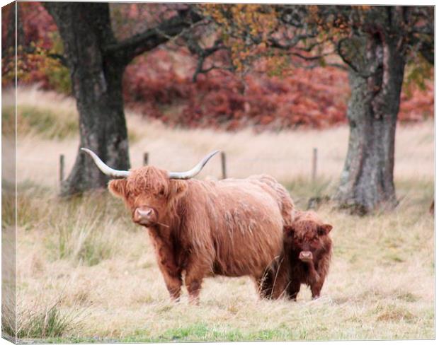 Highland Cow and calf Canvas Print by Claire Colston