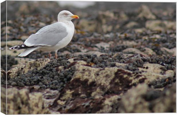 Seagull Canvas Print by Claire Colston