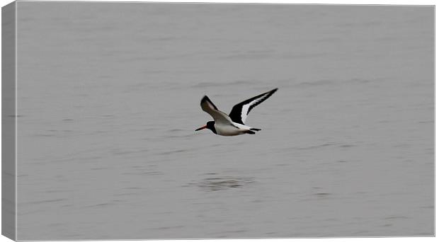 Oyster Catcher Canvas Print by Claire Colston