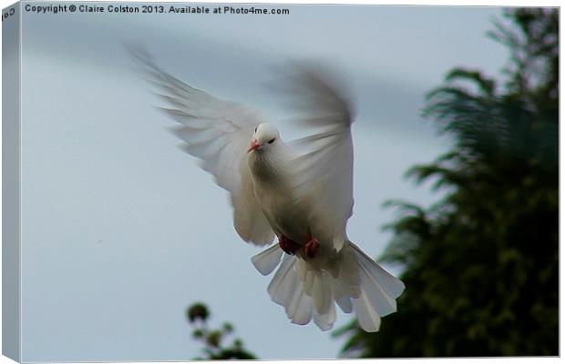 Bird in flight Canvas Print by Claire Colston