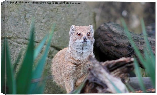 Yellow Mongoose Canvas Print by Claire Colston