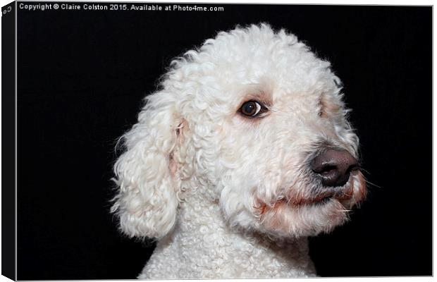  Labradoodle Canvas Print by Claire Colston