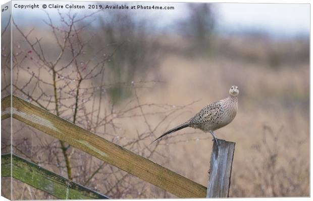 Grouse at Elmlea Canvas Print by Claire Colston