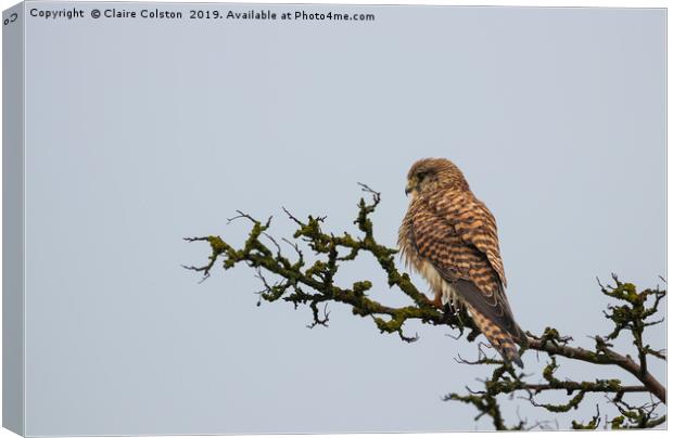 Kestrel Canvas Print by Claire Colston