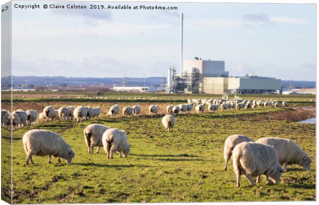 Sheep in Sheppey Canvas Print by Claire Colston