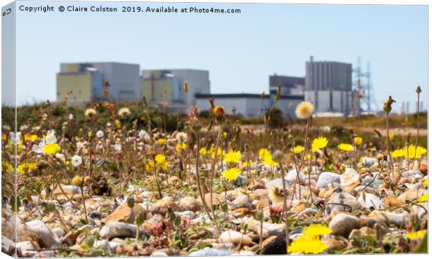 Wildflowers-Dungerness Power Station Canvas Print by Claire Colston