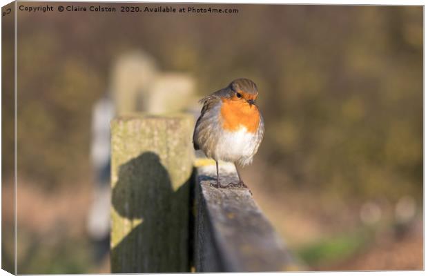 Robin Canvas Print by Claire Colston