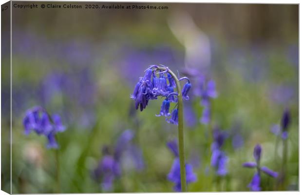 Lone Bluebell Canvas Print by Claire Colston