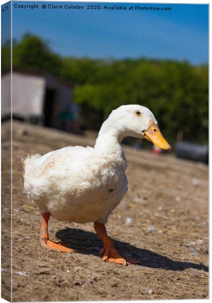 Duck Canvas Print by Claire Colston