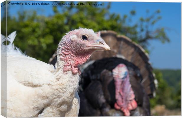 Turkey and Poult Canvas Print by Claire Colston