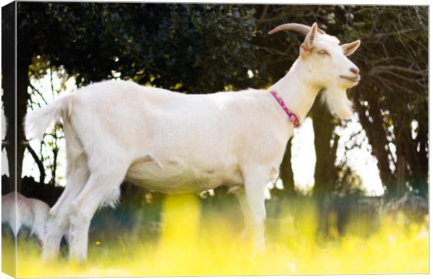 Goat in Buttercups Canvas Print by Claire Colston
