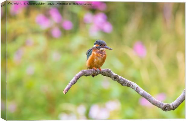 Kingfisher Canvas Print by Claire Colston