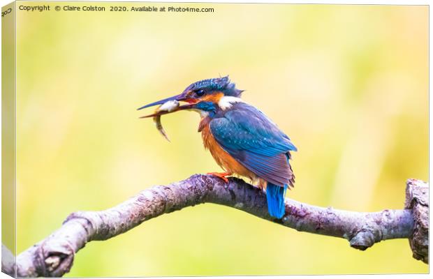 Kingfisher Canvas Print by Claire Colston