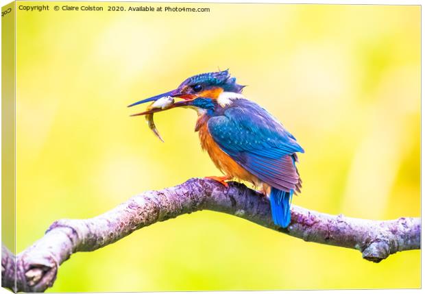 Kingfisher Male Canvas Print by Claire Colston