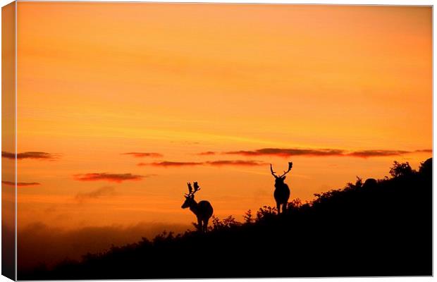 stags at sunset Canvas Print by Helen Cooke