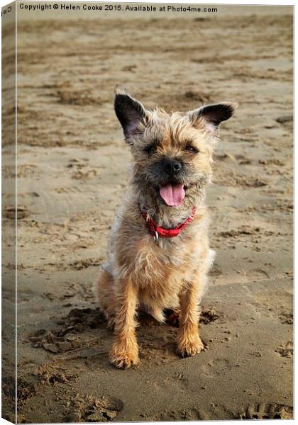  Border terrier on the beach Canvas Print by Helen Cooke