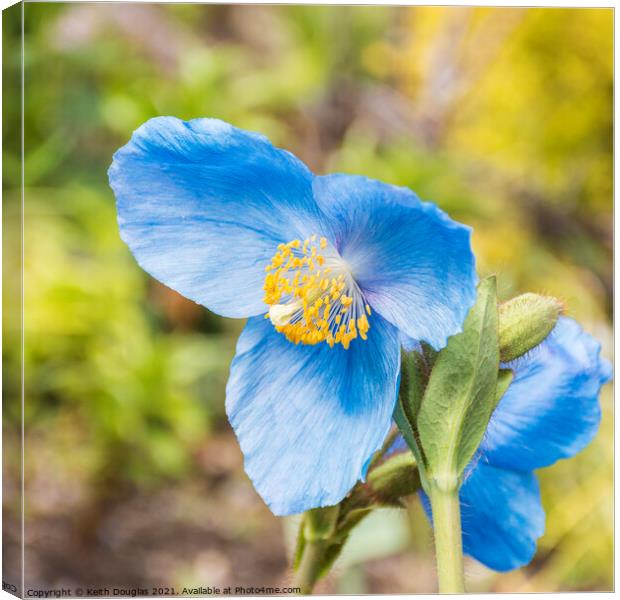 Himalayan Blue Poppy - Meconopsis Grandis Canvas Print by Keith Douglas