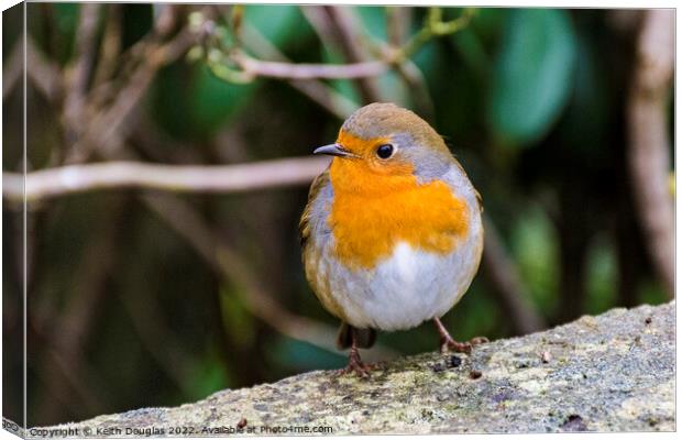 Robin Canvas Print by Keith Douglas