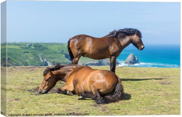 Two horses at Willapark, Cornwall Canvas Print by Keith Douglas
