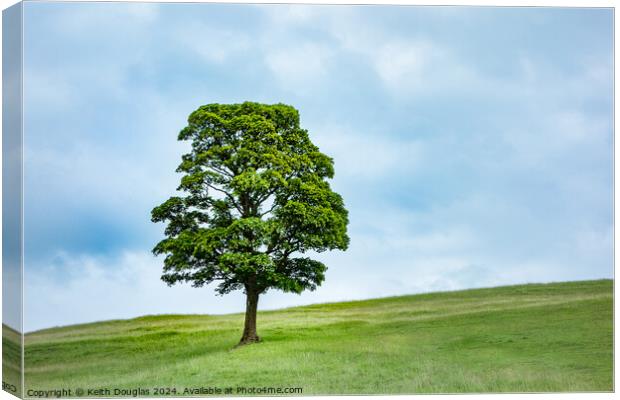 Single Tree in Spring (Left) Canvas Print by Keith Douglas