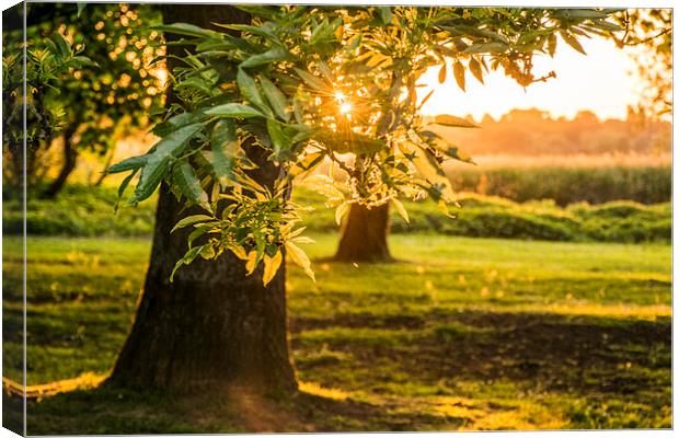 Sunset through the trees  Canvas Print by Keith Douglas