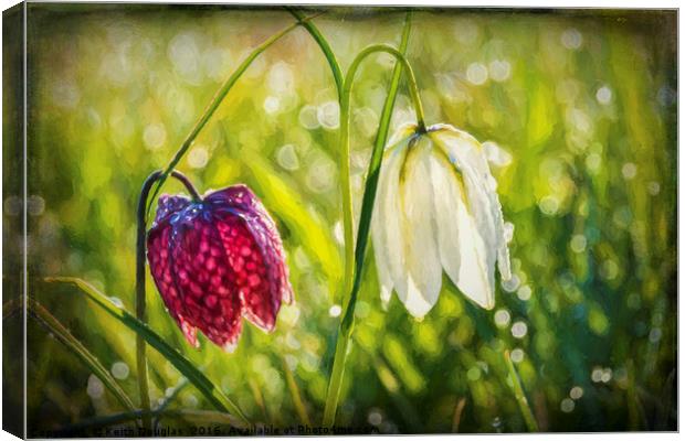 Delicate Spring Flowers on the Meadow Canvas Print by Keith Douglas