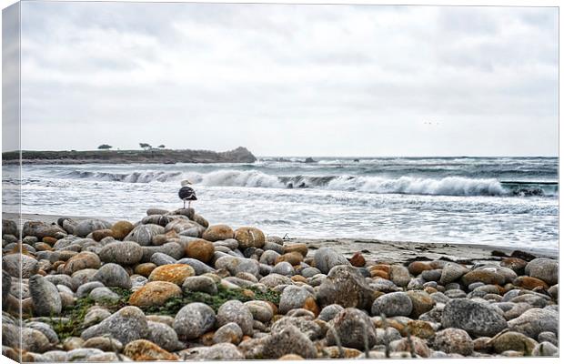 Seagull-17-Mile drive Canvas Print by Bhanumathy Mohanan