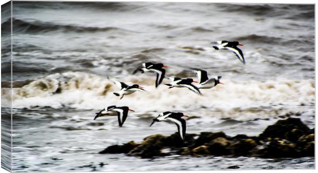 Oystercatchers in December Canvas Print by James Smith