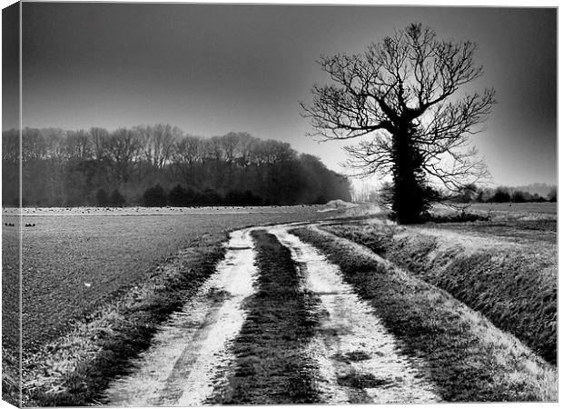 Winter trees Norfolk Canvas Print by Sally Coleman